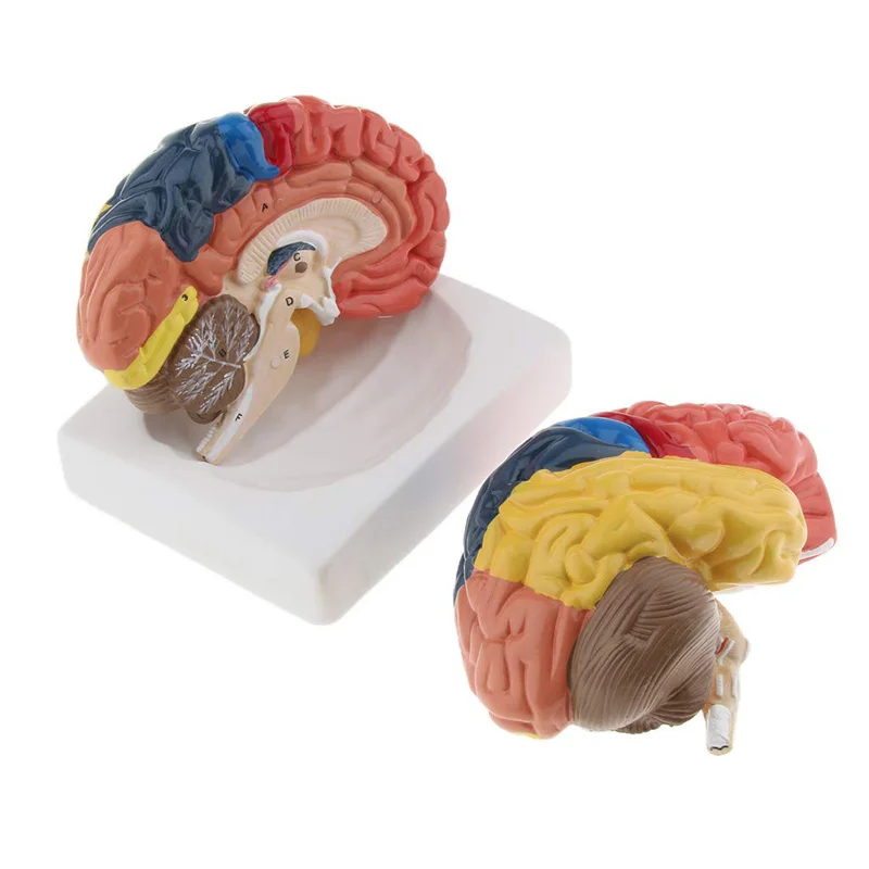 Medical Lab Supplies - Modelo de cerebro humano anatómico de