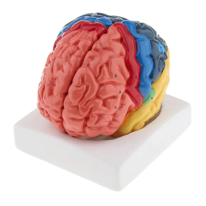 Modelo de cerebro humano anató - Medical Lab Supplies reseña y precio