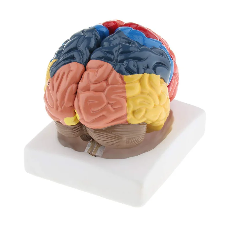 Modelo de cerebro humano anató - Medical Lab Supplies reseña y precio