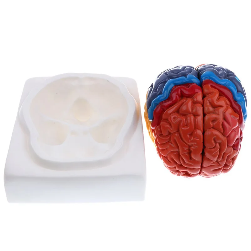 Modelo de cerebro humano anató - Medical Lab Supplies reseña y precio